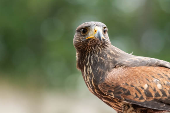 Falknerei "Burg Greifenstein"