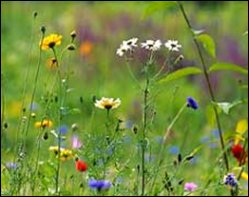 Naturlehrpfad rund um den Ellenbogen