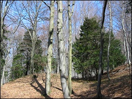 Über 500 Jahre alten Eiben