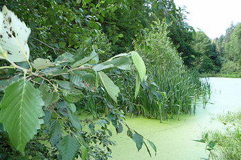 Teich an der Ziegenmühle