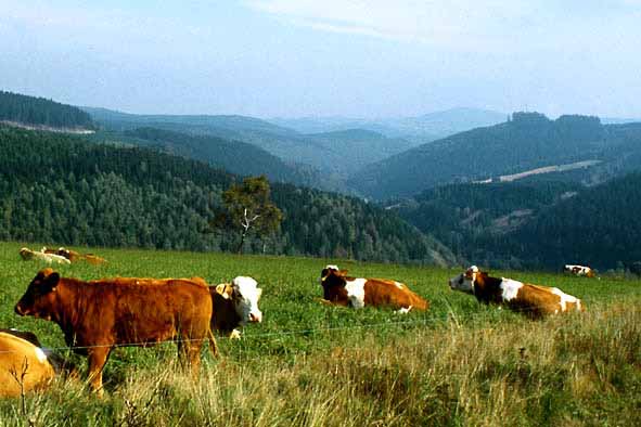 Landschaft bei Katzhütte
