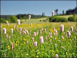 Landschaft bei Langewiesen