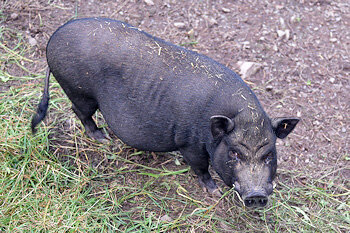 Hängebauchschwein