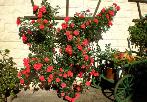 Blumenpracht