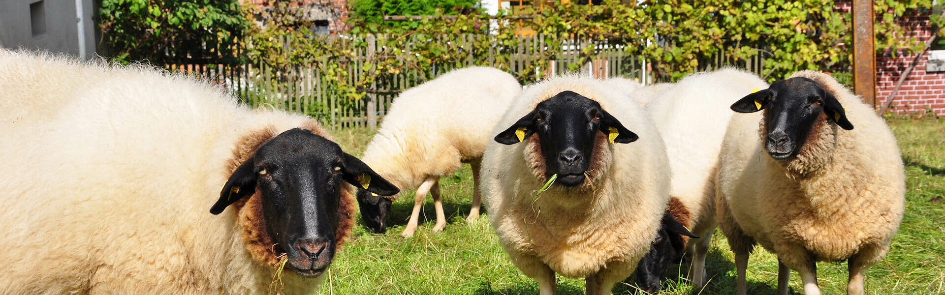 Rhönschafe - Hohe Rhön