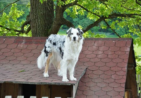 wachsamer Hund