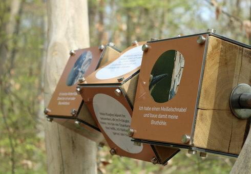 Waldpfad-Schlauer-Ux-natura-jenensis