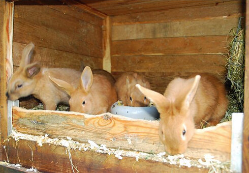 Tierische Bewohner