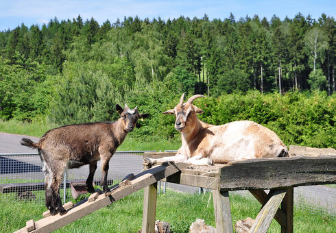Campingplatz Am Waldbad