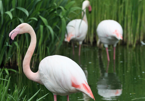 Flamingos
