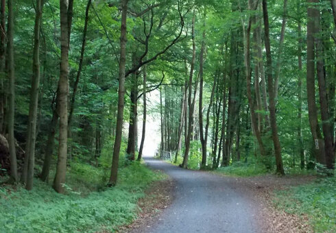 Waldweg im Schwarzatal