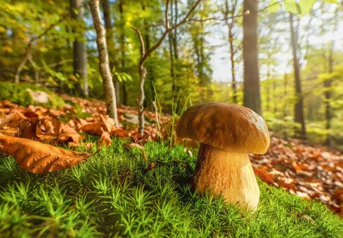 Herrlicher Herbst