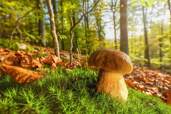 Herrlicher Herbst