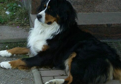 Haus- und Hofhund Fritz