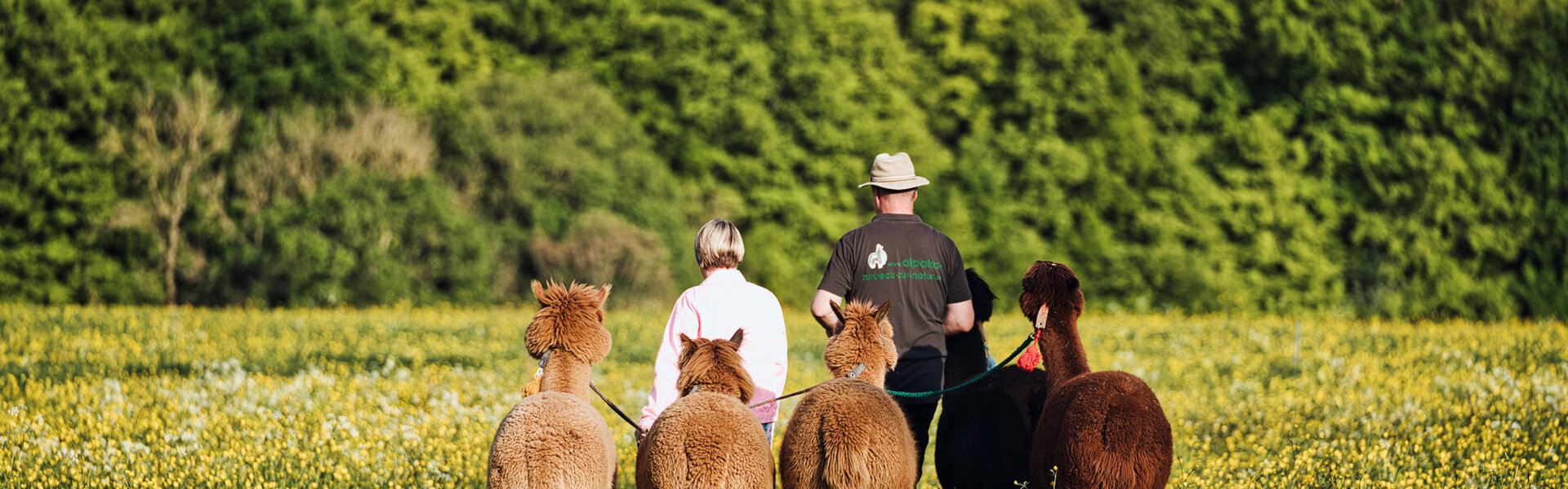 Alpaka Zurück zur Natur