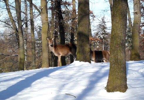 Wild im Winterwald