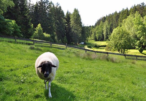 Campingplatz Am Waldbad