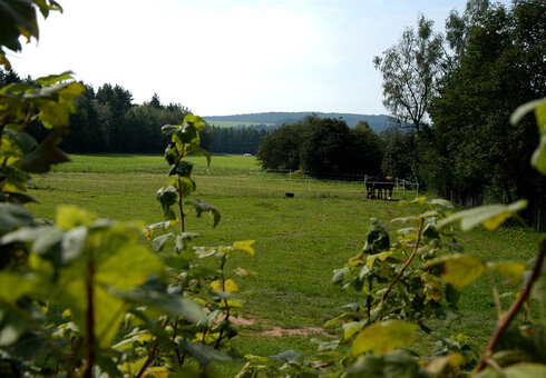 Der Thüringer Wald
