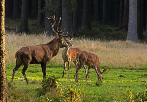 Wildtierbeobachtung im Thüringer Wald