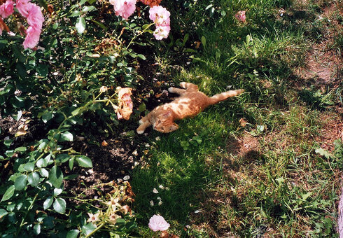 Katze beim Entspannen