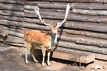 Dammhirsch