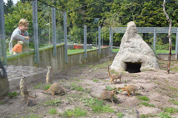 Erdmännchen