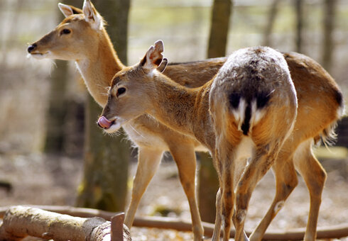 Sika