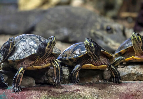 Erlebnispark Meeresaquarium