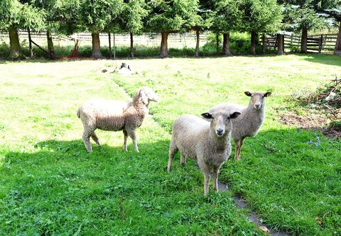 tierische Nachbarn