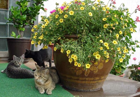 niedliche Katzen am Hoteleingang