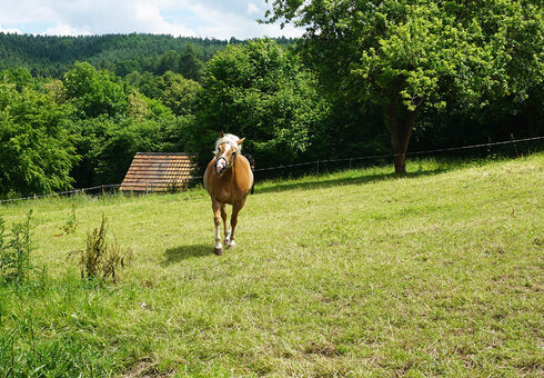 Auf der Weide