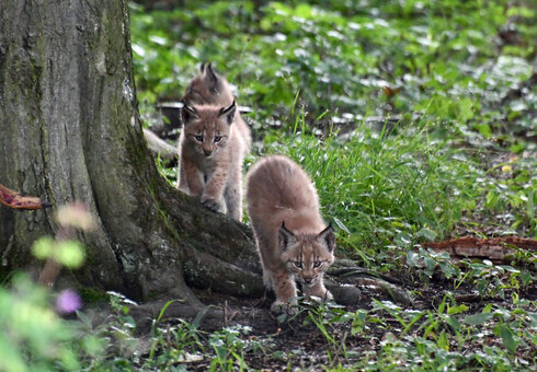 Wildkatzendorf Hütscheroda