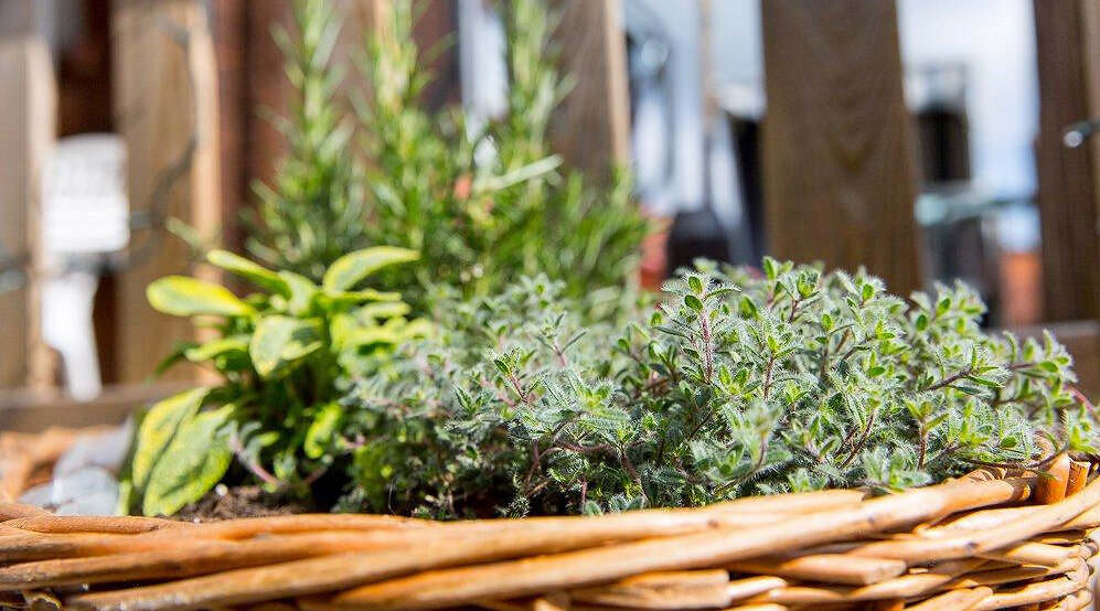 Kraeuterhotel-Zur-Klostergrotte-Nohra-panorama