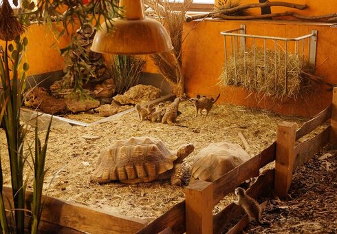 afrikanische Riesenschildkröten mit Erdmännch