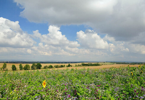 Ausblick in das Weltnaturerbe