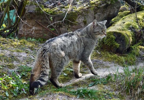 Wildkatzendorf Hütscheroda