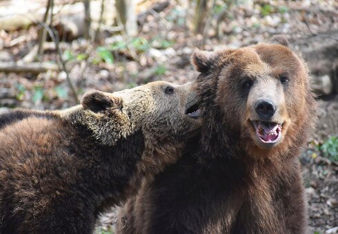 Alternativer Bärenpark Worbis