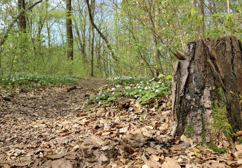 Waldpfad-Schlauer-Ux-natura-jenensis
