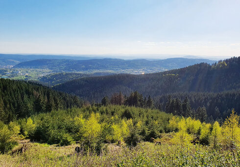 Thüringer Wald bei Suhl
