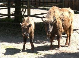 Tierpark Suhl