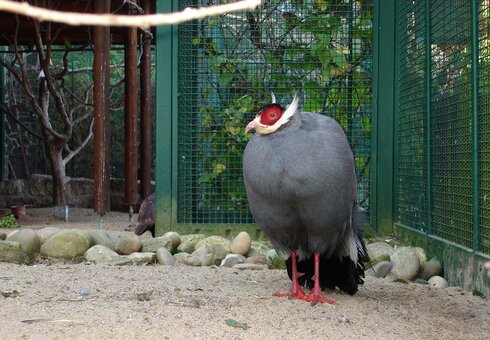 Blick in die Vogelvoliere