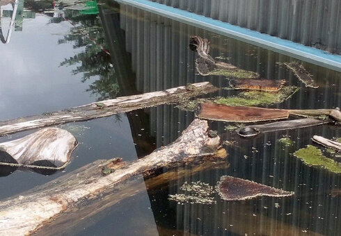 Froschteich