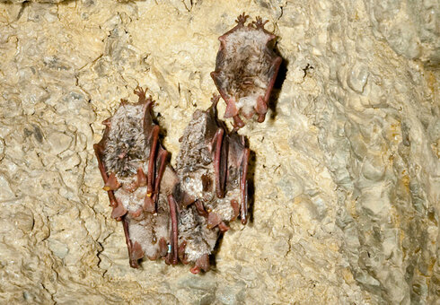 Fledermäuse in der Goetz-Höhle