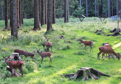 Wildtierbeobachtung im Thüringer Wald