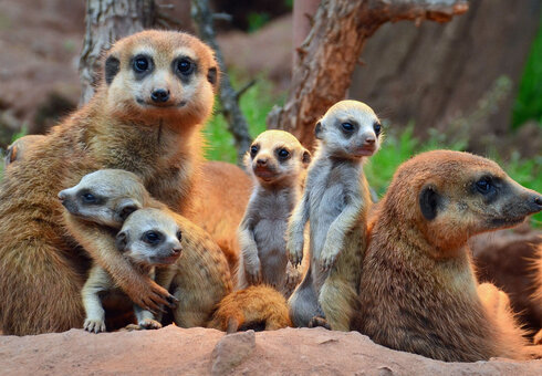 Erdmännchen