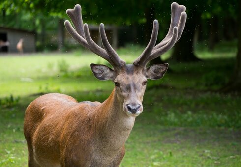 Hirsch