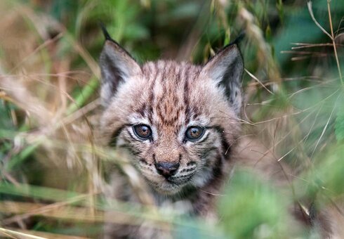 Luchs