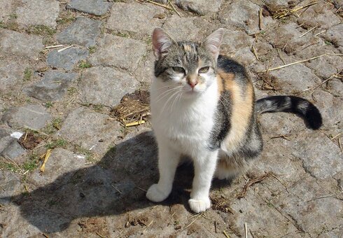 Die Hauskatze