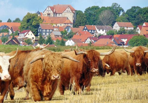 Dolmarregion