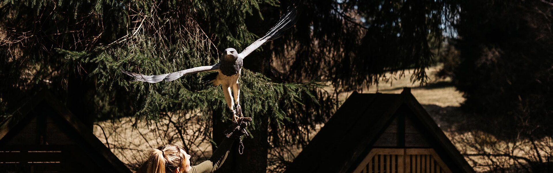 Falknerei am Rennsteig